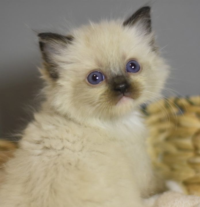 images/AvailableKittens/Brando website.jpg